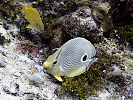 IMG 3255 Foureye Butterflyfish and French Grunt